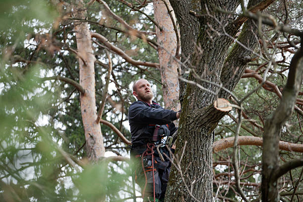 Leaf Removal in Centennial, CO